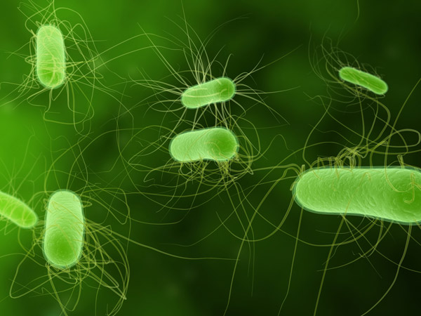 <em>Escherichia coli</em> producteur de bêtalactamases à spectre étendu et précautions standard : bilan après trois ans au centre hospitalier universitaire de Rennes