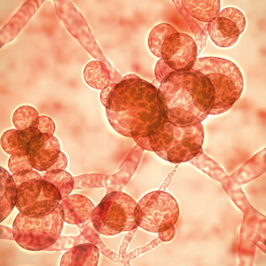 <em>Candida auris</em>, an emerging drug-resistant yeast responsible for healthcare outbreaks
