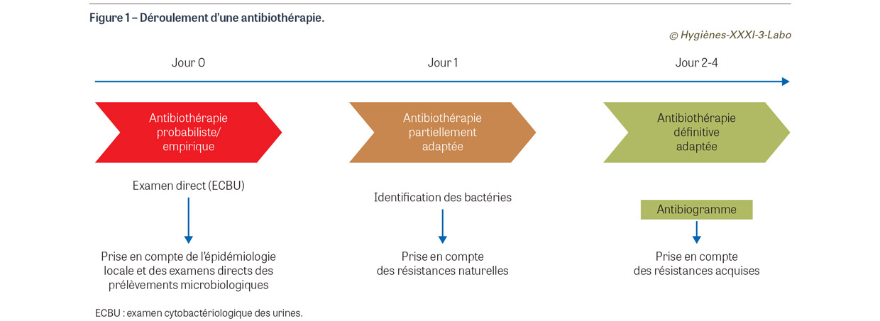 L'antibiogramme : objectifs, méthodes et interprétation | HYGIENES