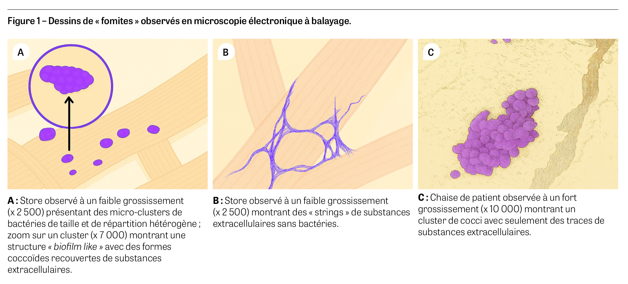 Sanchez-biofilmFig1