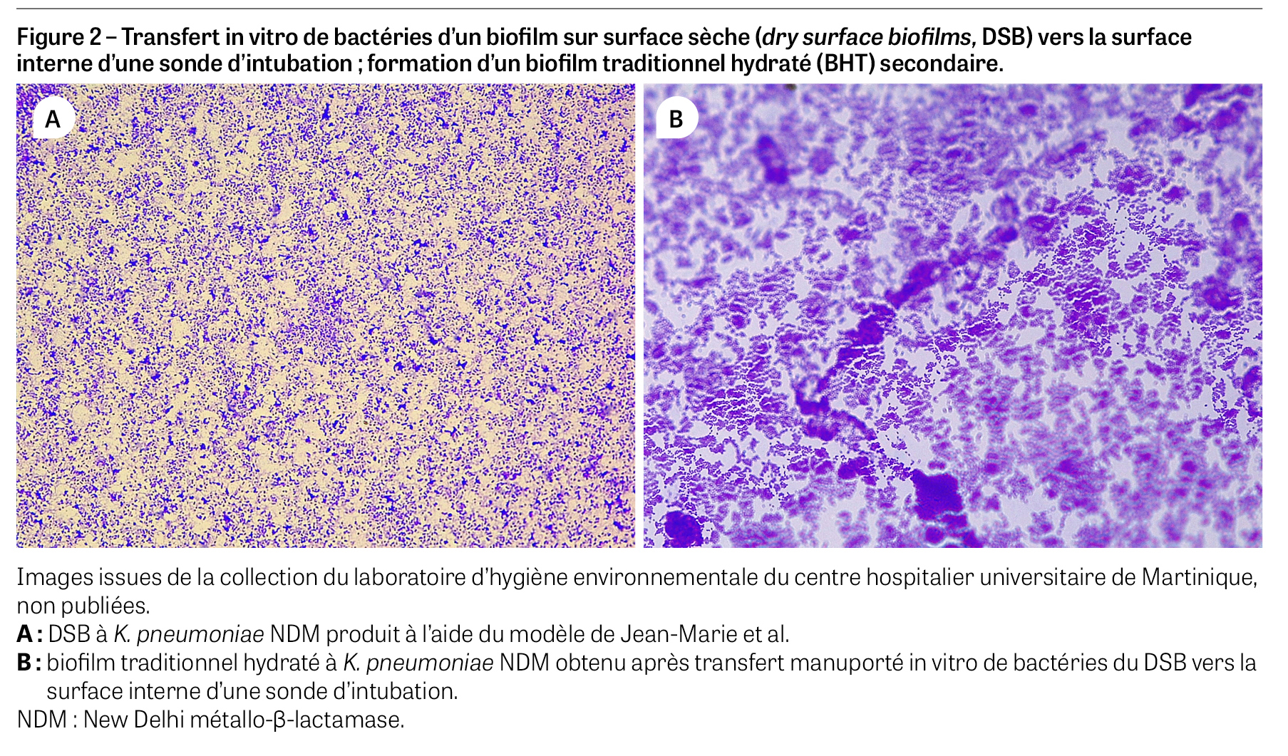 Sanchez-biofilmFig2